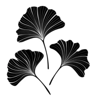 Illustration of three black ginkgo leaves with detailed veining.