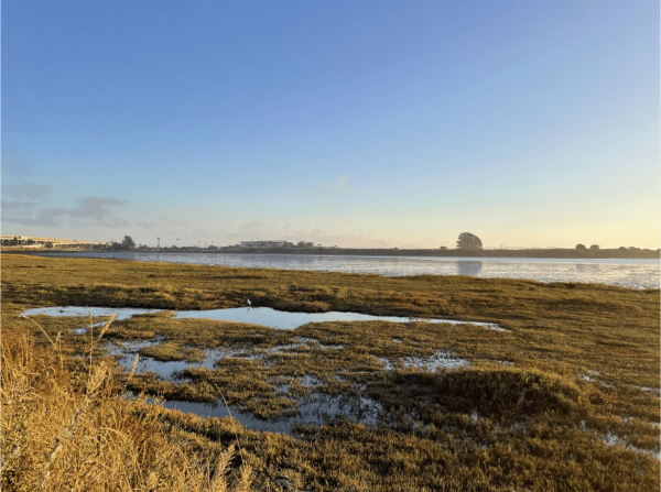 A serene landscape featuring a marshy area with patches of water, tall grass, and a clear blue sky at sunrise.